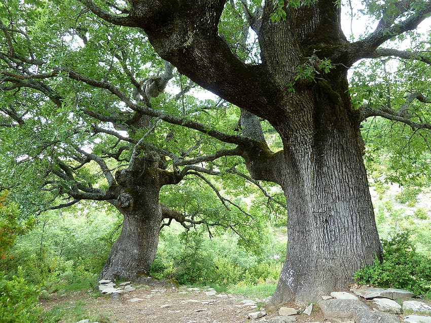 Querce Otin